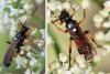 Ichneumon sarcitorius